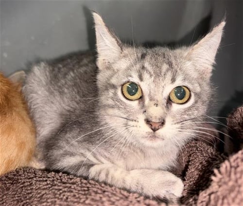 LAMINE - Domestic Short Hair available for adoption