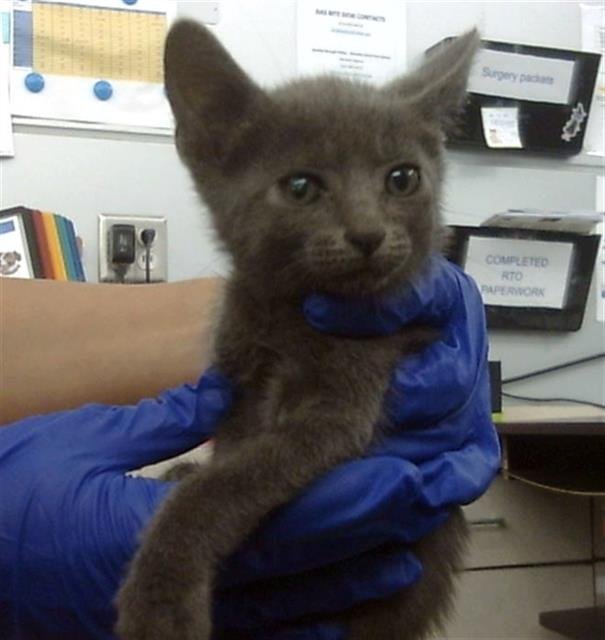 SIMBA Image