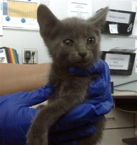 SIMBA - Photo 1