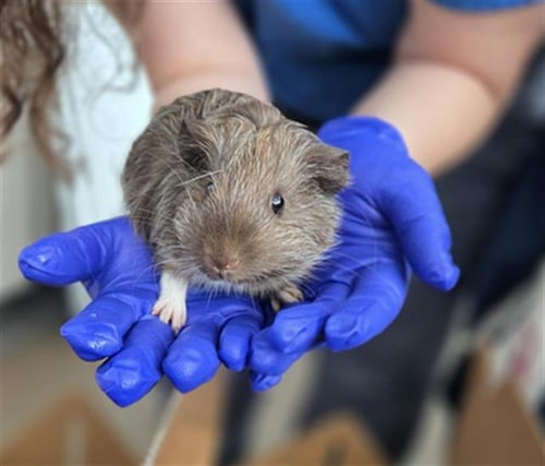 CASSY - Guinea Pig available for adoption