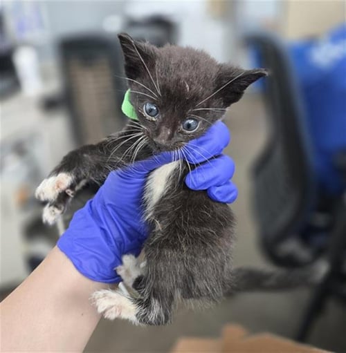 QUITO - Domestic Short Hair available for adoption