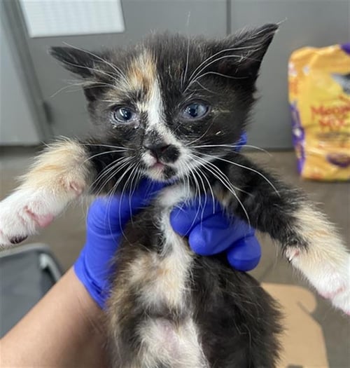 RUNT - Domestic Short Hair available for adoption