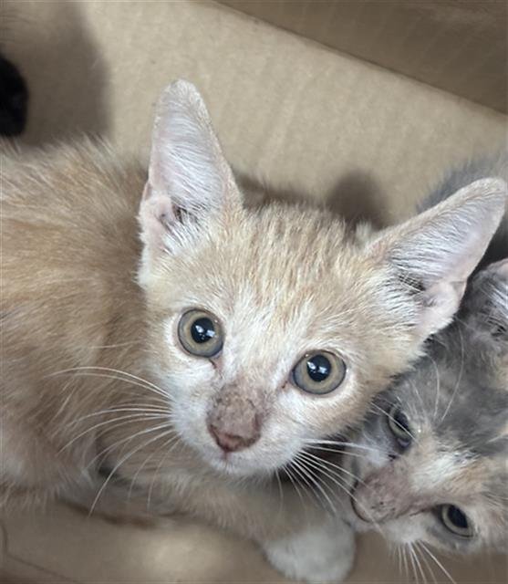 BONNIE Image