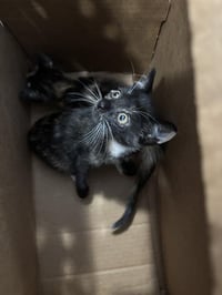 GINNY MAE - Photo 1
