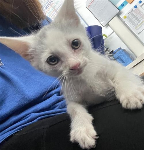 LAYNE - Domestic Short Hair available for adoption