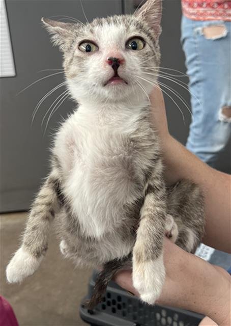 DOBBY - Domestic Short Hair available for adoption