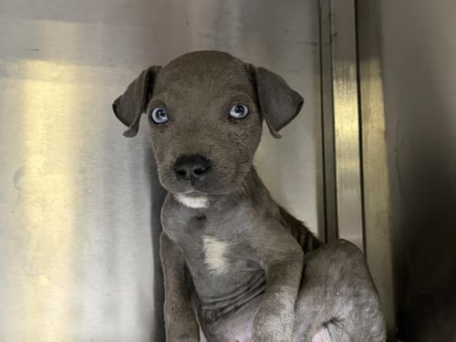 GOOFY - Pit Bull Terrier available for adoption