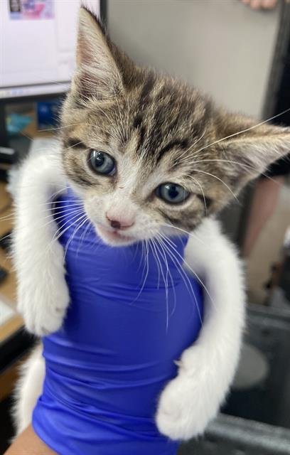 STORMY - Domestic Short Hair available for adoption