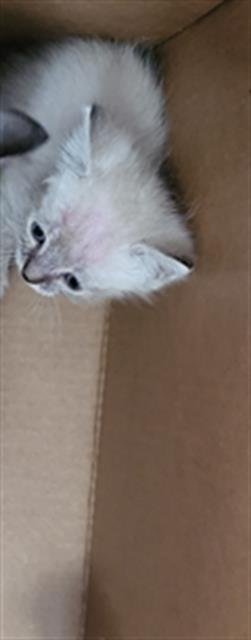 LINT BALL - Siamese available for adoption