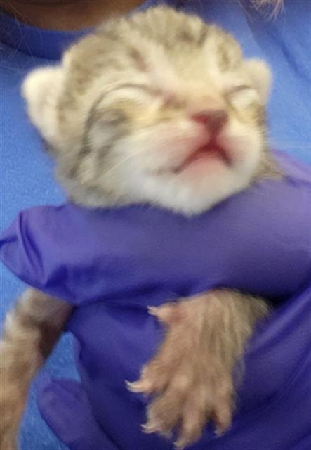 RILEY - Domestic Medium Hair available for adoption