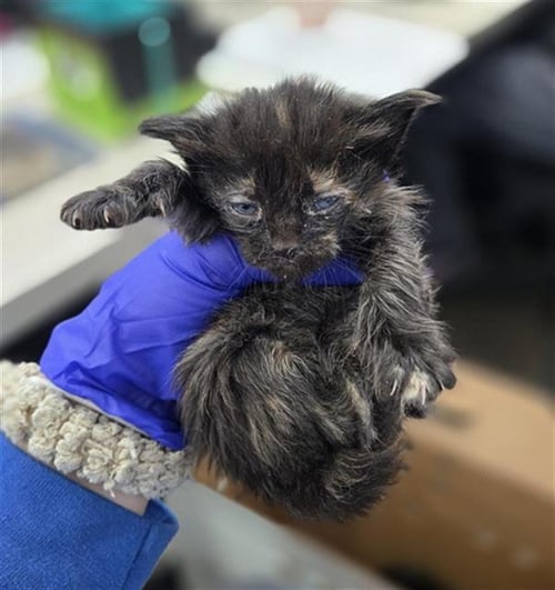 CALEDONIA - Domestic Medium Hair available for adoption