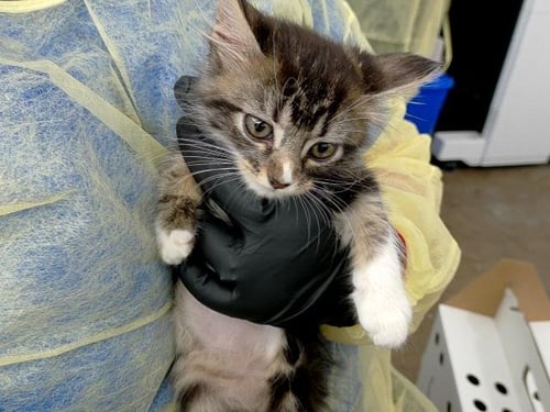 SUGAR - Domestic Long Hair available for adoption