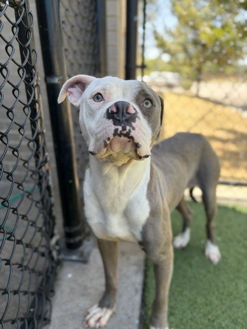REMEY - Pit Bull Terrier available for adoption