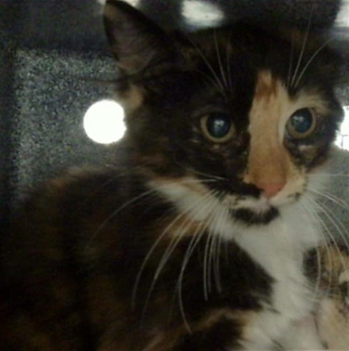 CHARLIE - Domestic Medium Hair available for adoption