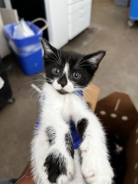COWBOY - Domestic Medium Hair available for adoption