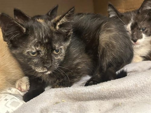 PADMAE - Domestic Short Hair available for adoption