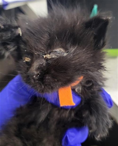 SUNDAE - Domestic Medium Hair available for adoption