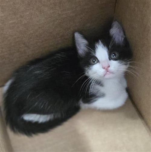 KELP - Domestic Short Hair available for adoption