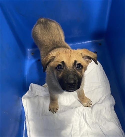 POPPY - German Shepherd Dog available for adoption