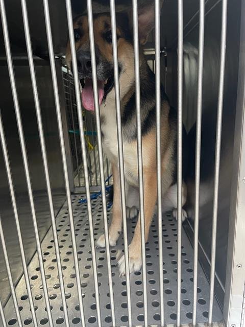 BAXTER - German Shepherd Dog available for adoption