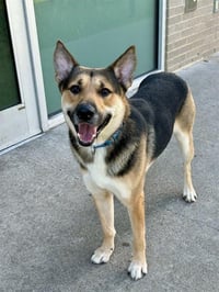 BAXTER - Photo 1
