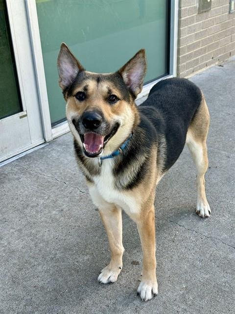 BAXTER - German Shepherd Dog available for adoption