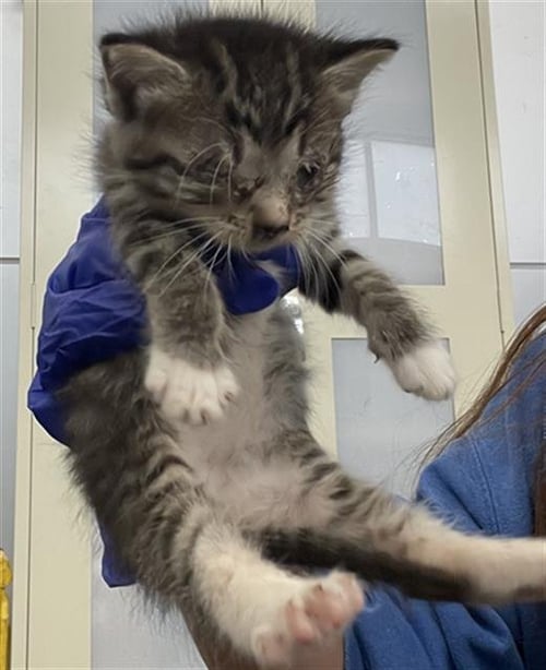 ELLI - Domestic Short Hair available for adoption