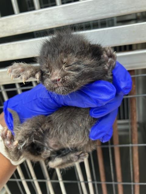 BILLY - Domestic Medium Hair available for adoption