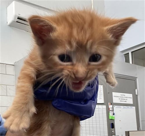 SILKY - Domestic Short Hair available for adoption