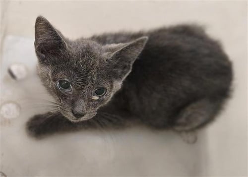 RUFFIAN - Domestic Short Hair available for adoption