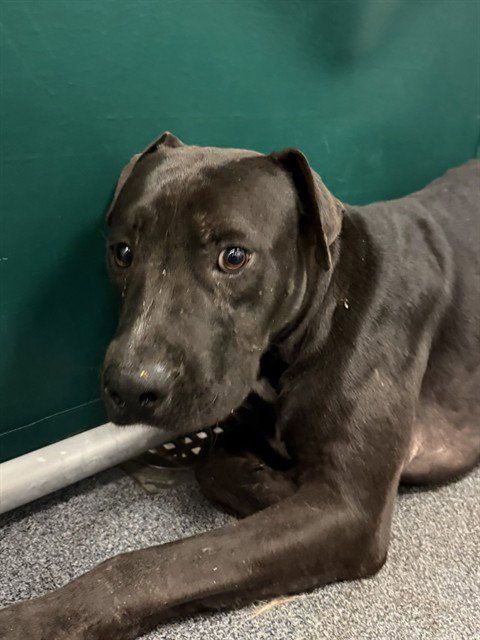 DONNIE - Pit Bull Terrier available for adoption