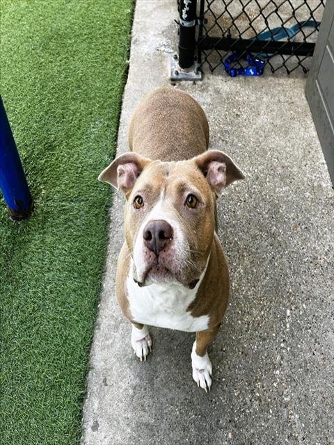 BELLA - American Bulldog available for adoption