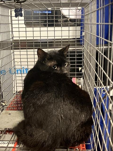 FIGARO - Domestic Short Hair available for adoption