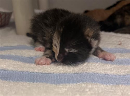 QUEENIE - Domestic Short Hair available for adoption