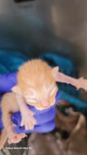 CHAI - Domestic Long Hair available for adoption