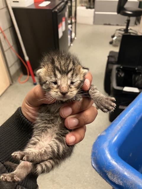 KORA - Domestic Short Hair available for adoption
