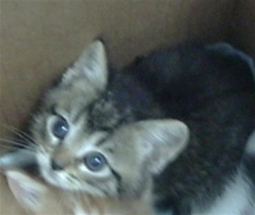 KORA - Domestic Short Hair for adoption in Dallas