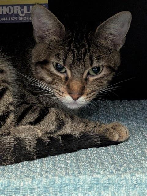 PAKODA - Domestic Short Hair available for adoption