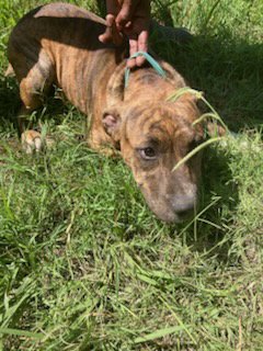 MAX - Pit Bull Terrier available for adoption
