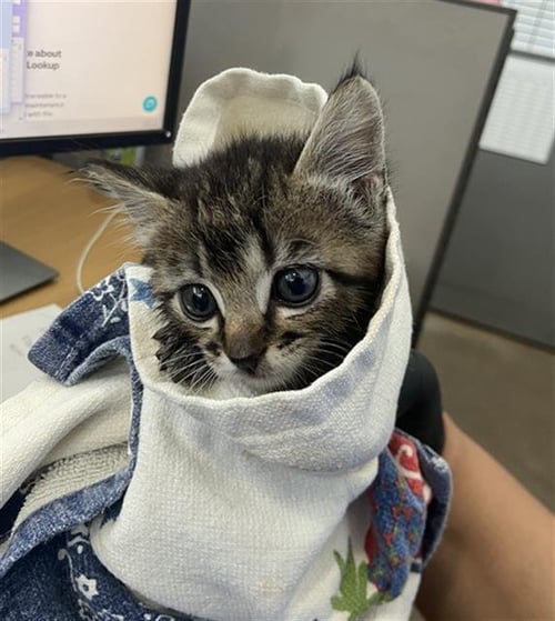 CAYENNE - Domestic Short Hair available for adoption