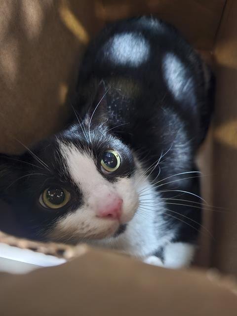 PANDA - Domestic Short Hair available for adoption