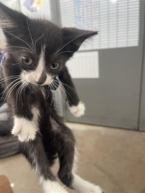 CHEESY - Domestic Short Hair available for adoption