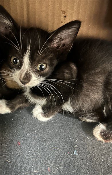 CHEESY Image