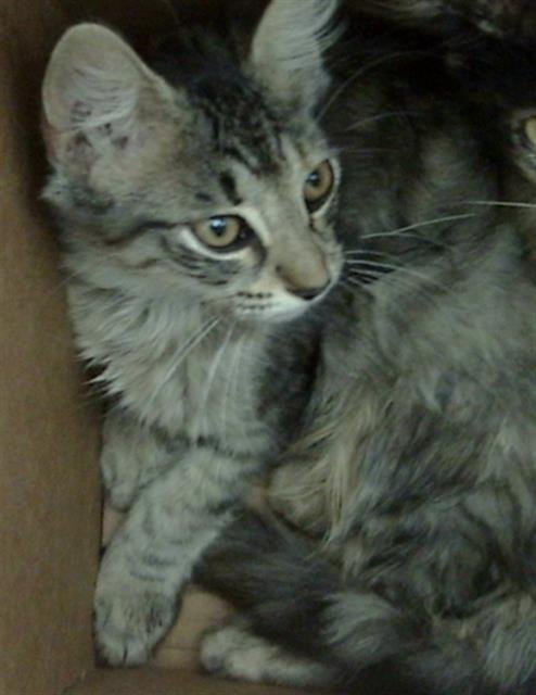 ALICE