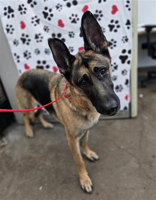 PREACHER - German Shepherd Dog available for adoption