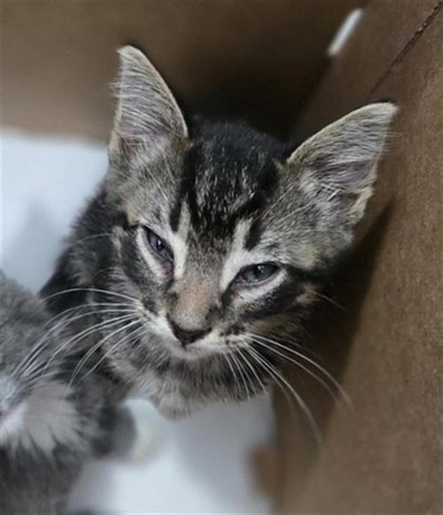 FRANCO - Domestic Short Hair available for adoption