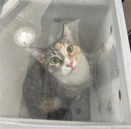 JAZMINE - Domestic Medium Hair available for adoption