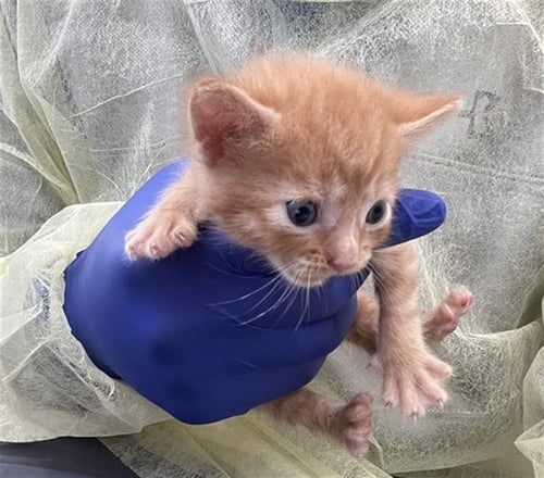 TESLA - Domestic Short Hair available for adoption