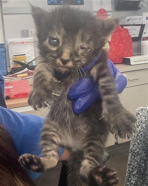 SUNSHINE - Domestic Short Hair available for adoption