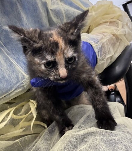 FIONA - Domestic Short Hair available for adoption